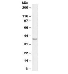 Western blot testing of human heart lysate with biotinylated PD-L1 antibody at 0.3ug/ml. Predicted m