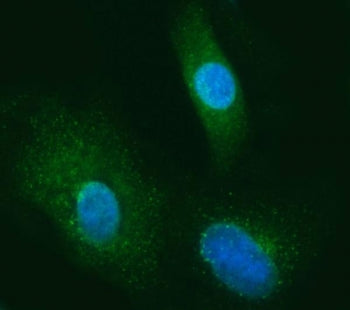 Immunofluorescent staining of FFPE human A549 cells with SEC13L1 antibody (green) and DAPI nuclear s
