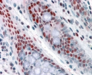 IHC testing of FFPE human colon with ALP antibody at 4ug/ml. HIER: steamed with pH6 citrate buffer,