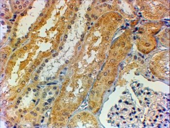 IHC testing of FFPE human kidney with Tensin 1 antibody at 2ug/ml. HIER: steamed with pH6 citrate bu