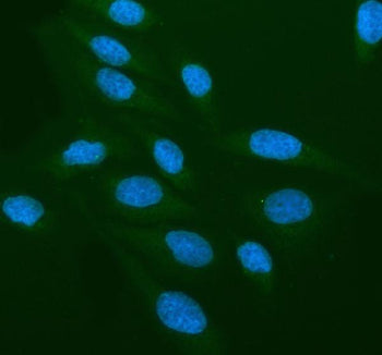 Immunofluorescent staining of CRBN using anti-CRBN antibody (green). CRBN was detected in an immunoc