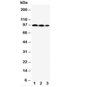 HIF2a Antibody