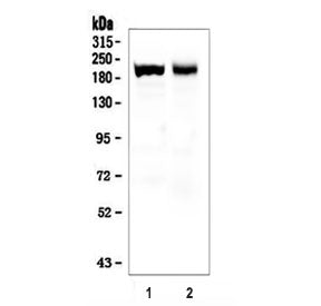 Myosin Antibody Skeletal Slow