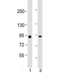 Western blot testing of human 1) Raji and 2) HeLa cell lysate with MYBL2 antibody at 1:2000. Predict