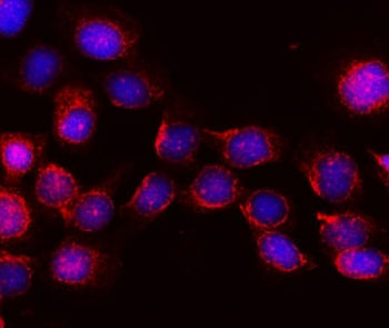 Immunofluorescent staining of FFPE human A431 cells with KIBRA antibody (red) and DAPI nuclear stain