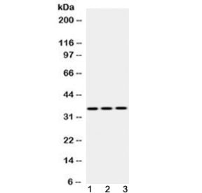 Emerin Antibody