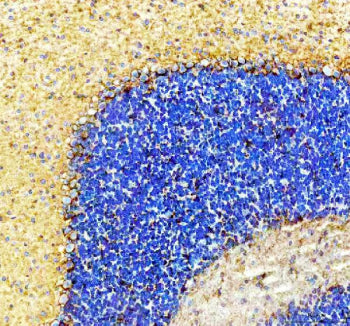IHC staining of mouse cerebellum tissue with GAT-1 antibody, HRP-secondary and DAB substrate. Strong