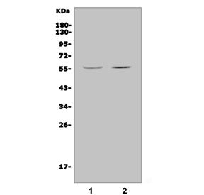 Western blot testing of human 1) HEK293 and 2) K562 cell lysate with JRK antibody. Predicted molecul