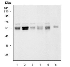 STAU1 Antibody / Staufen