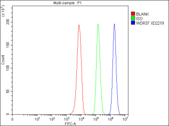 Flow Cytometry analysis of HepG2 cells using anti-WDR37 antibody. Overlay histogram showing HepG2 ce