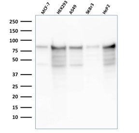 MCM7 Antibody