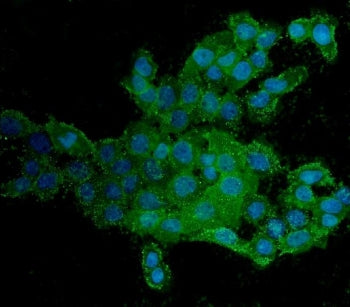Immunofluorescent staining of FFPE human A431 cells with HCAM antibody (green) and DAPI nuclear stai
