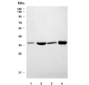 ZnT-2 Antibody / Zinc transporter 2 / SLC30A2
