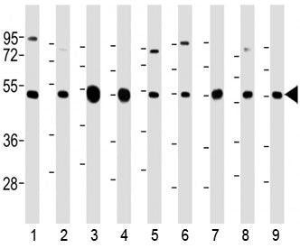 Western blot testing of mouse 1) C2C12, 2) NIH3T3, 3) brain, human 4) brain, 5) HeLa, 6) A431, 7) HE