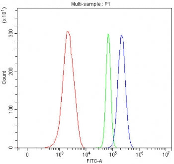 Y-box-binding protein 1 Antibody / YB1 / MYS1