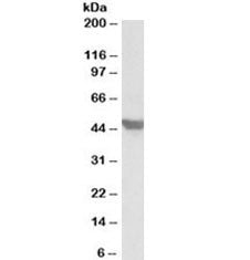 Western blot testing of mouse heart lysate with GLUT4 antibody at 1ug/ml. Predicted molecular weight