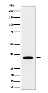 Western blot analysis of NTH1 expression in human 293 cell lysate using NTHL1 antibody. Predicted mo