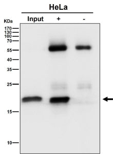 Immunoprecipitate (IP) analysis using the antibody at 1:50 dilution. (Western blot at 1:500 dilution
