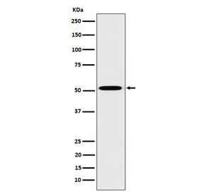 HNF4A Antibody