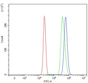 PDCD4 Antibody