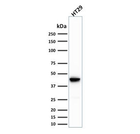 Western blot testing of human HT29 cell lysate with Cytokeratin 20 antibody (clone SPM191). Predicte