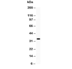 HGF Antibody