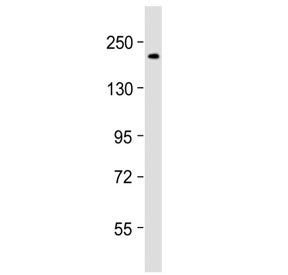 DNA Polymerase alpha Antibody / POLA1 (C-Terminal Region)