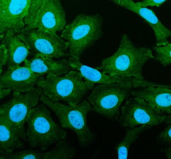 Immunofluorescent staining of FFPE human HeLa cells with HAUS8 antibody (green) and DAPI nuclear sta