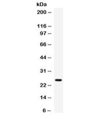 Elafin Antibody