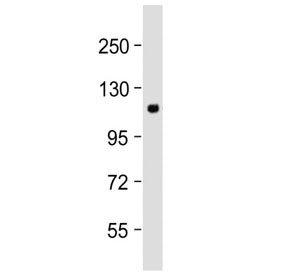 Western blot testing of human cerebellum lysate with mGluR2 antibody at 1:2000. Predicted molecular