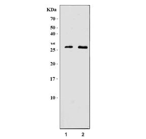 Granzyme M Antibody / Gzmm