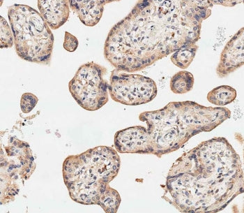 SGPP1 Antibody