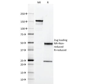 CD2 Antibody