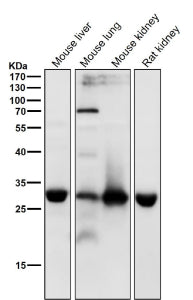 All lanes use the antibody at 1:4K dilution for 1 hour at room temperature. Predicted molecular weig