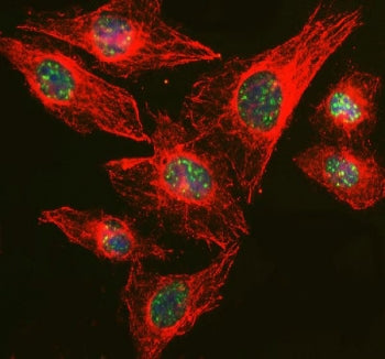 Immunofluorescent staining of FFPE human U-2 OS cells with RBM25 antibody (green), Alpha Tubulin mAb