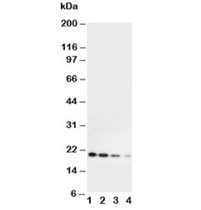 Mouse Il-10 Antibody
