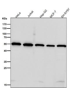 All lanes use the antibody at 1:8K dilution for 1 hour at room temperature. Predicted molecular weig