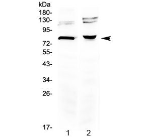 Dishevelled 3 Antibody / DVL3