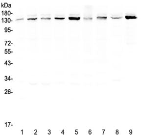 USP7 Antibody / HAUSP