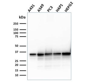 Western blot testing of human cell lysates with APE1 antibody (clone CPTC-APEX1-2). Predicted molecu