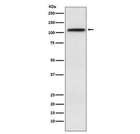 Exportin 1 Antibody / XPO1 / CRM1