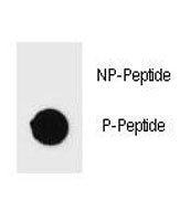 p-PARP Antibody (pS372)