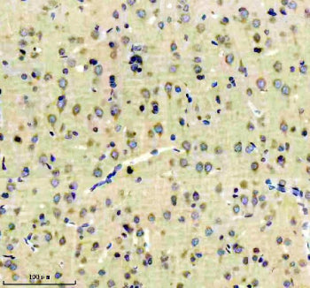 EEA1 Antibody / Early endosome antigen 1, 100ul