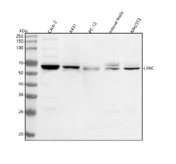 Western blot analysis of LRRC1 using anti-LRRC1 antibody. Lane 1: human Caco-2 whole cell lysates, L
