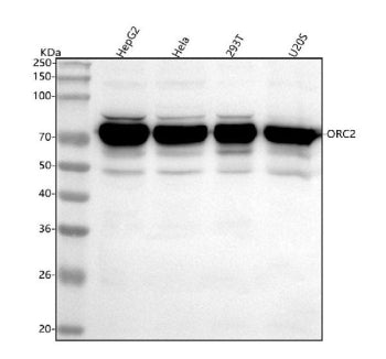 Western blot analysis of ORC2 using anti-ORC2 antibody. Lane 1: human HepG2 whole cell lysates, Lane