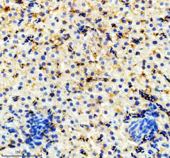IHC staining of FFPE zebrafish liver tissue with Zebrafish Hmox1a antibody, HRP-labeled secondary an