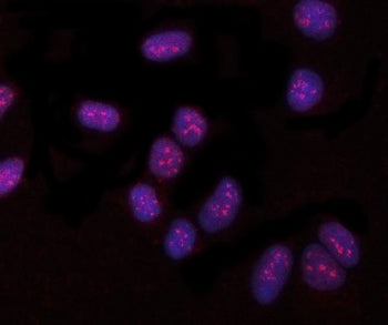 PYROXD1 Antibody / Pyridine nucleotide-disulfide oxidoreductase domain-containing protein 1