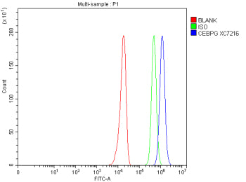 Flow Cytometry analysis of U251 cells using anti-CEBPG antibody. Overlay histogram showing U251 cell