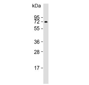 ATG16L1 Antibody