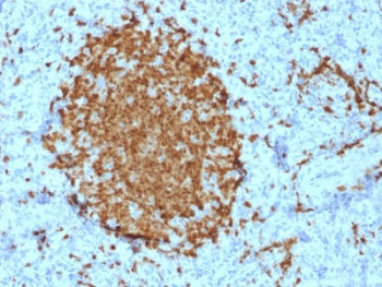 POU2AF1 Antibody / BOB-1